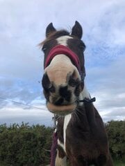 Cocobeanthepony