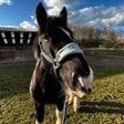 The horse rider 