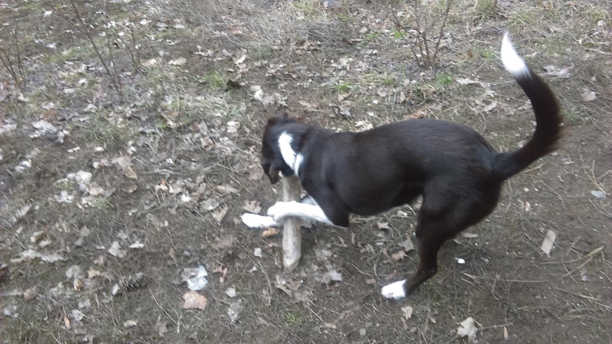 Are Border Collies Supposed to Be Skinny? Understanding Their Ideal Weight