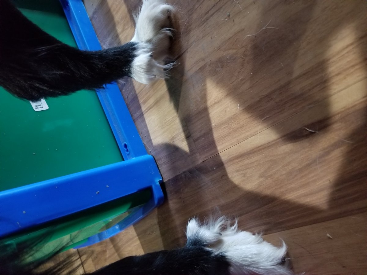 Do Border Collies Have Double Dew Claws? Unveiling the Truth