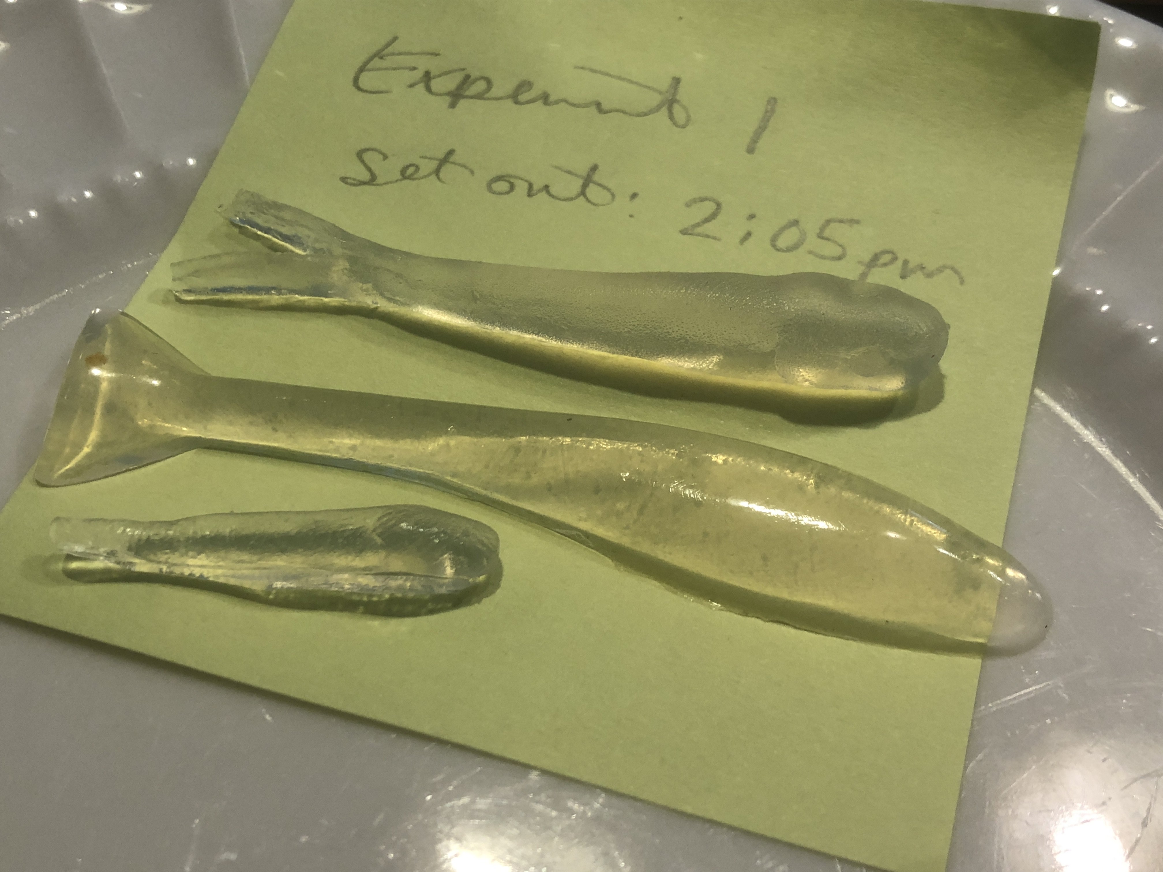 bioplastic fishing lures Gelatin Bio Plastic?? - Soft Plastics