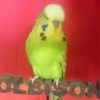 olbison stud