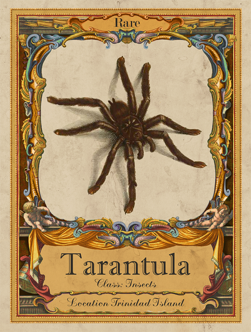 tarantula.png.84040e6969843f042375112bc2e2502c.png