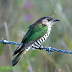 The Wren