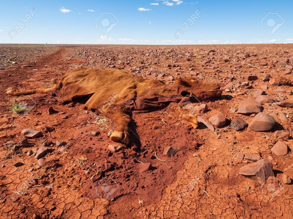 65730690-a-dead-cow-carcass-lying-down-in-the-western-australian-red-desert-with-vivid-blue-sky-hit-by-a-road.jpg