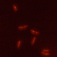 Vibrio Cholerae