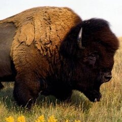 UnafraidBuffalo