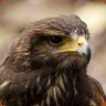 Hawk_345