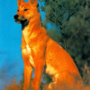 Dingo77