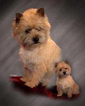 Orders terrier grooming cuts