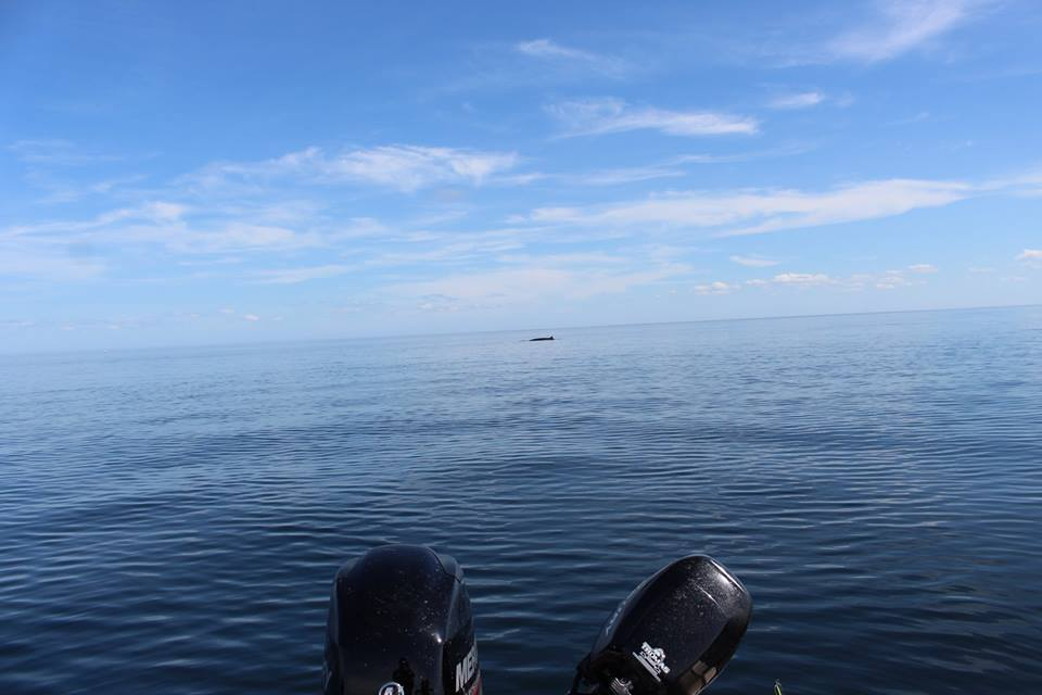 pêche au BAR RAYER BAIE DES CHALEUR . - Les récits Pêche Québec - Pêche QC