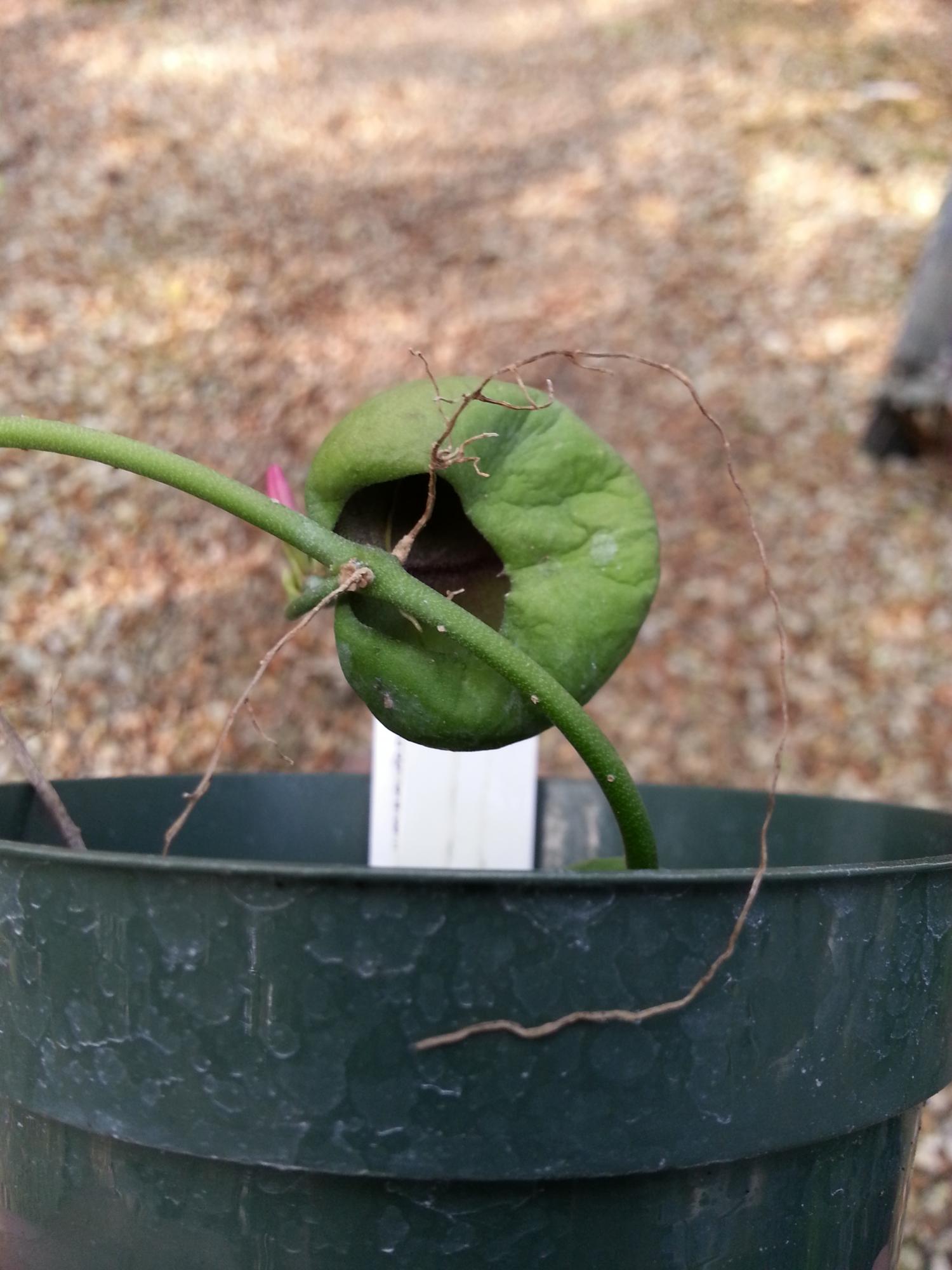 Ant Dischidia Hybrid - Hoya and Dischidia species that closely interact  with Ants (Apocynaceae) - Forum for Epiphytic Myrmecophytes