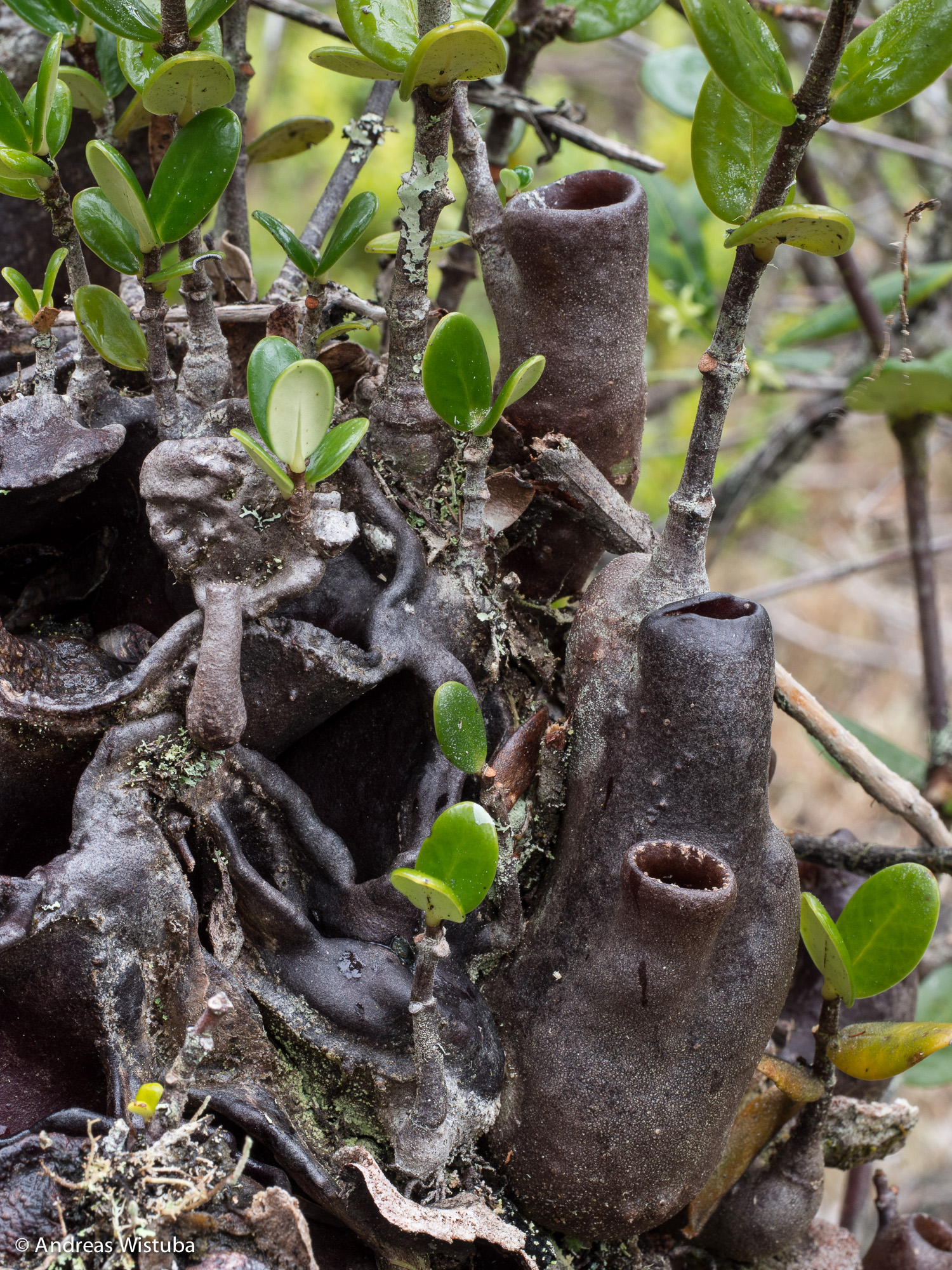 Hydnophytum caminiferum - new species, that has just been published -  Hydnophytum - all species - with and without close Ant interactions  (Rubiaceae) - Forum for Epiphytic Myrmecophytes