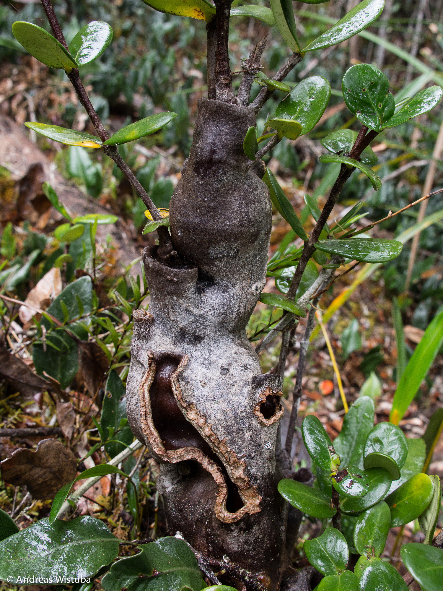 Hydnophytum caminiferum - new species, that has just been published -  Hydnophytum - all species - with and without close Ant interactions  (Rubiaceae) - Forum for Epiphytic Myrmecophytes