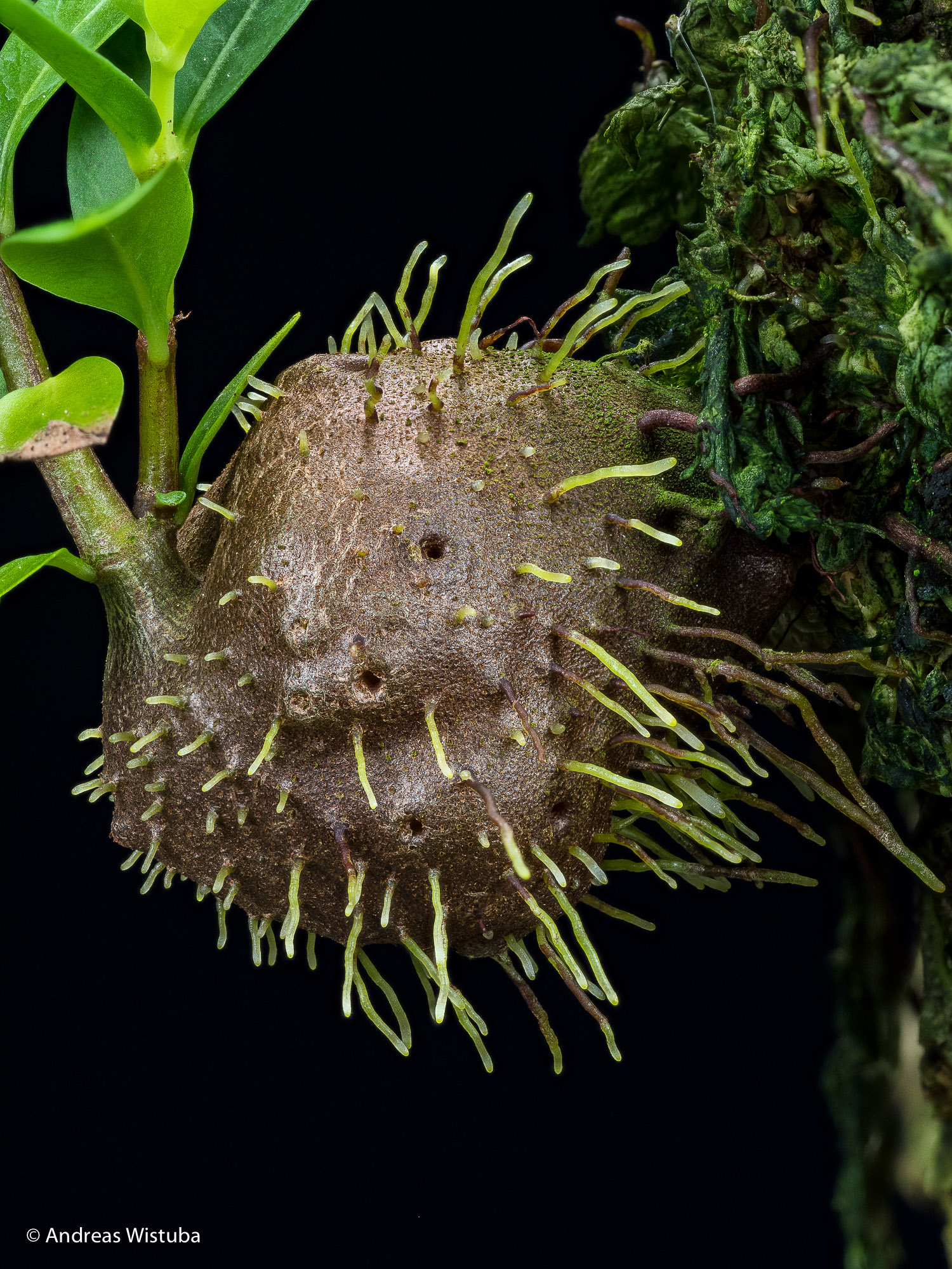 Squamellaria (was Hydnophytum) kajewskii - cultivated plant - Squamellaria  (Rubiaceae) - Forum for Epiphytic Myrmecophytes