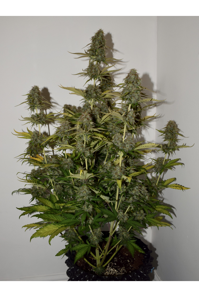 BCN POWER PLANT AUTO - Seedstockers Strain Guide - UK420