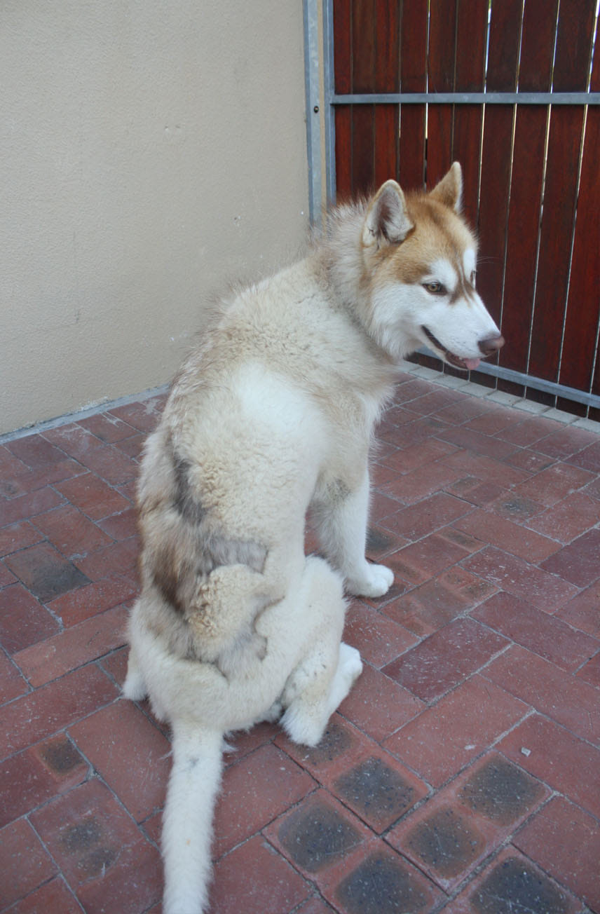 Malamute shedding blowing coat best sale