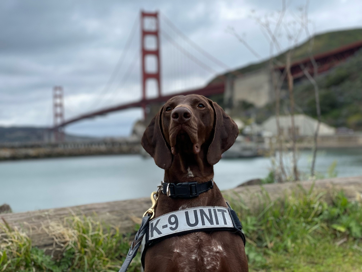 TSA crowns Barni the explosives-discovering dog as its 2024 'Cutest ...