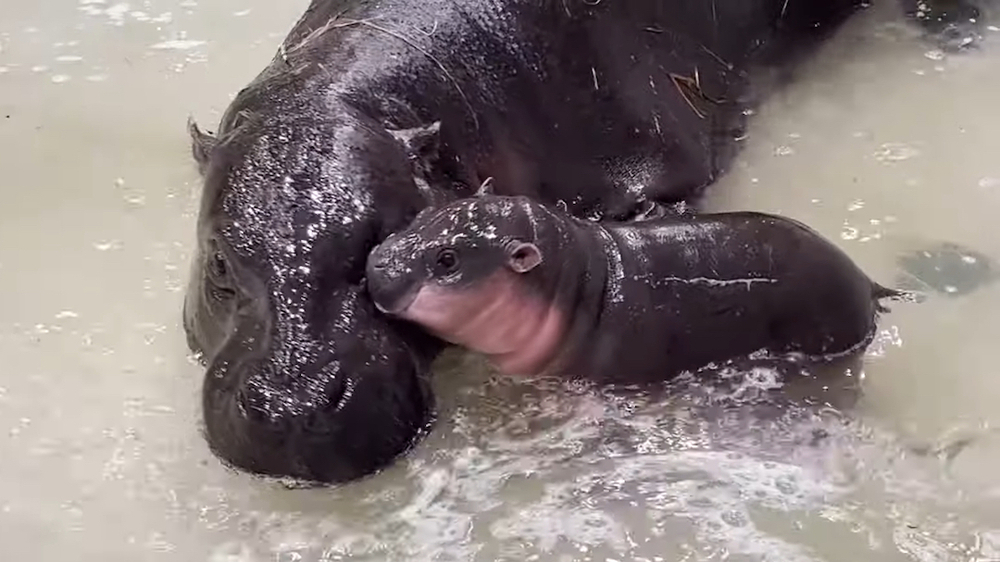 Endangered baby pygmy hippo at Virginia zoo gets a name voted on by ...