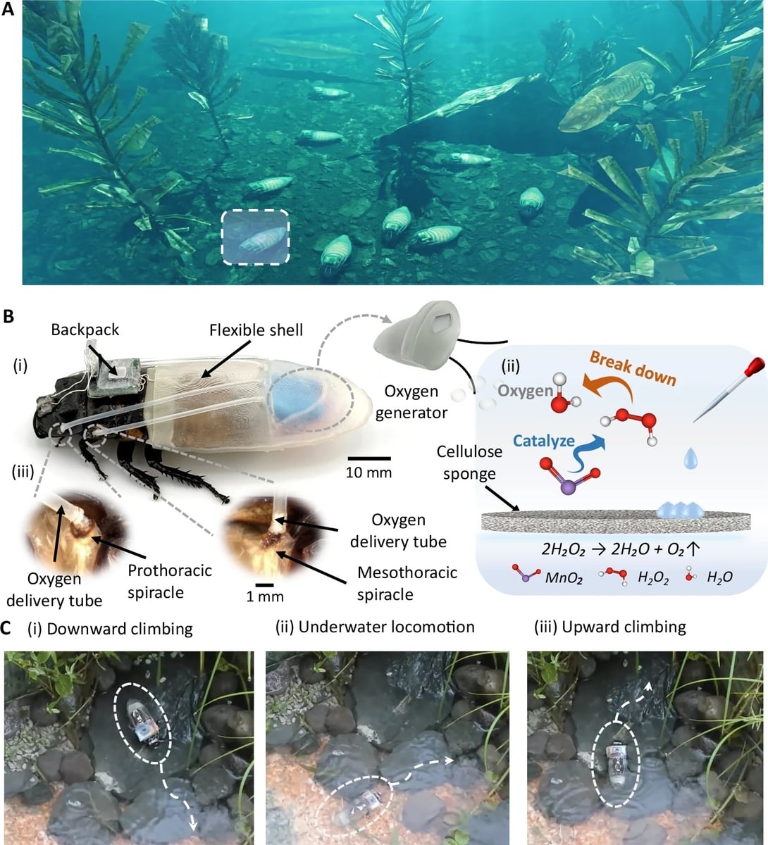 Scientists create cockroach diving suit that allows insects to breathe underwater