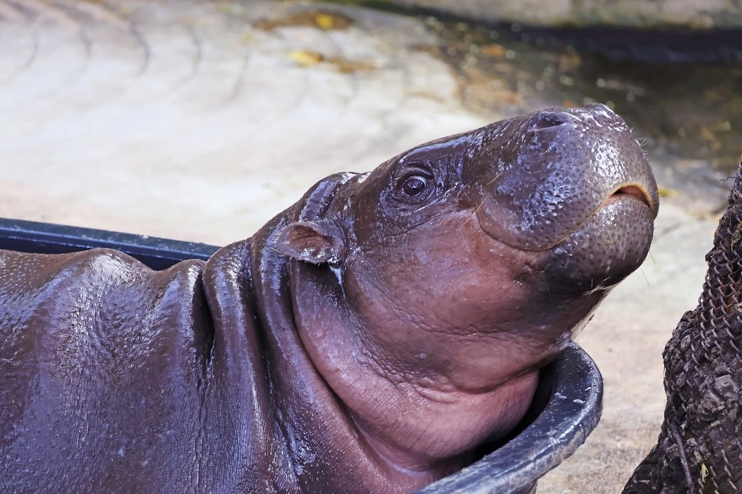 Moo Deng’s tail ‘autographs’ are available in 999 prints to celebrate the hippo’s birthday